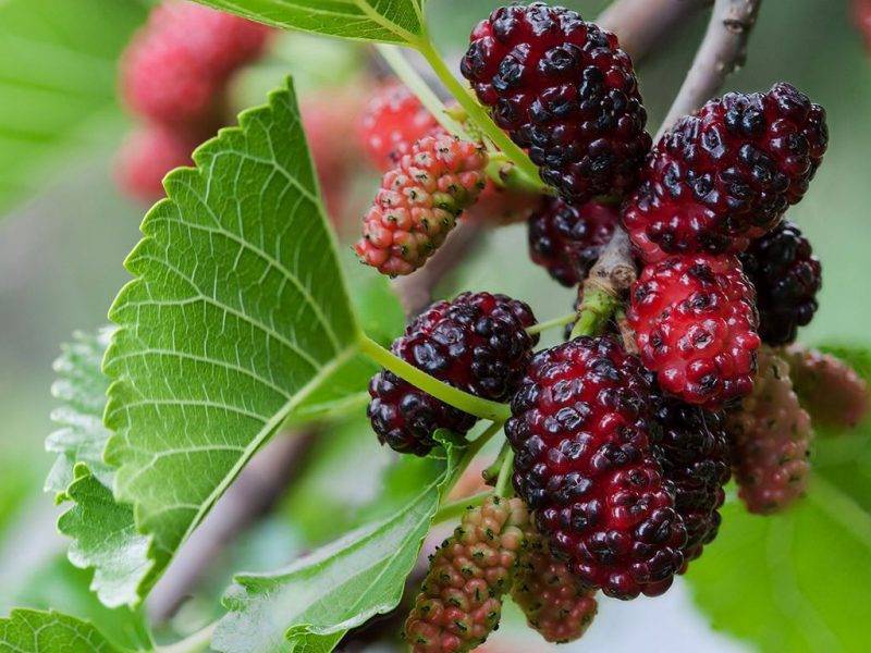 Шелковица купить саженцы из питомнике в Барнауле