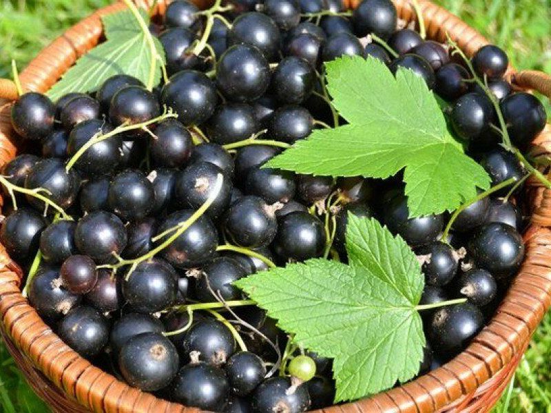 Смородина купить саженцы из питомника в Барнауле