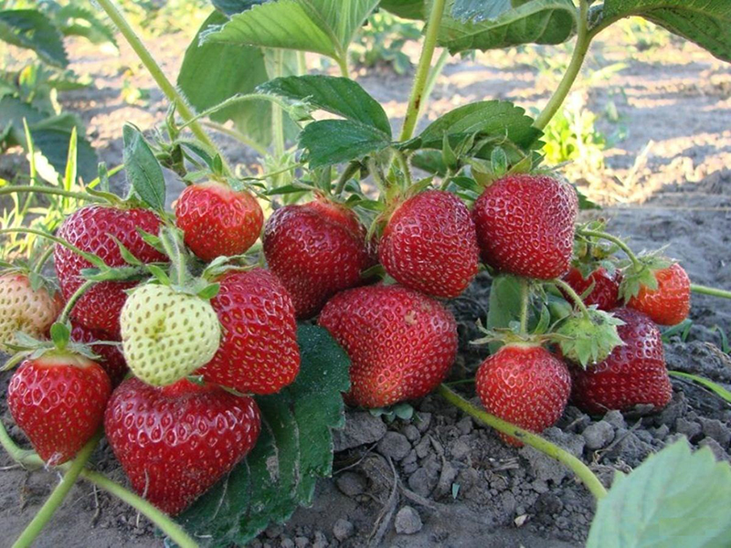 Клубника купить саженцы из питомника в Барнауле