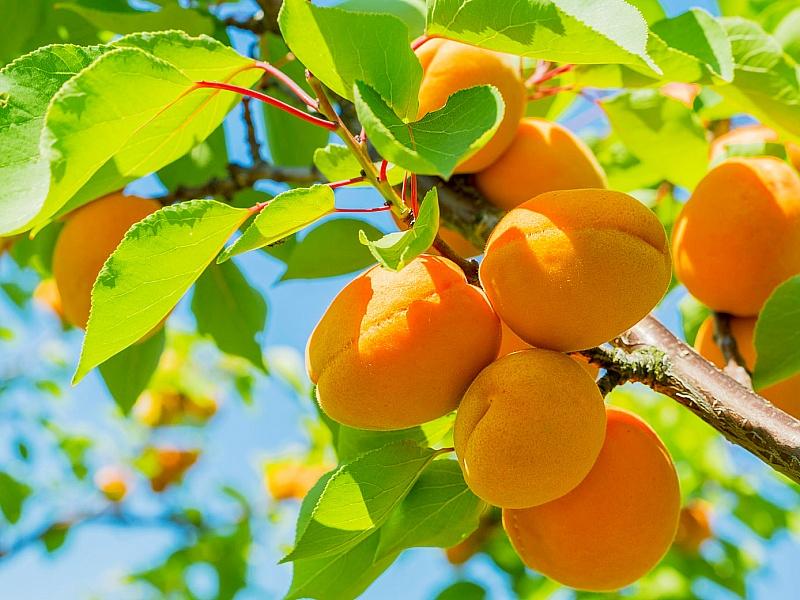 Абрикос купить саженцы из питомнике в Барнауле