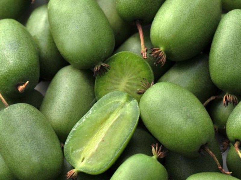 Актинидия купить саженцы из питомнике в Барнауле