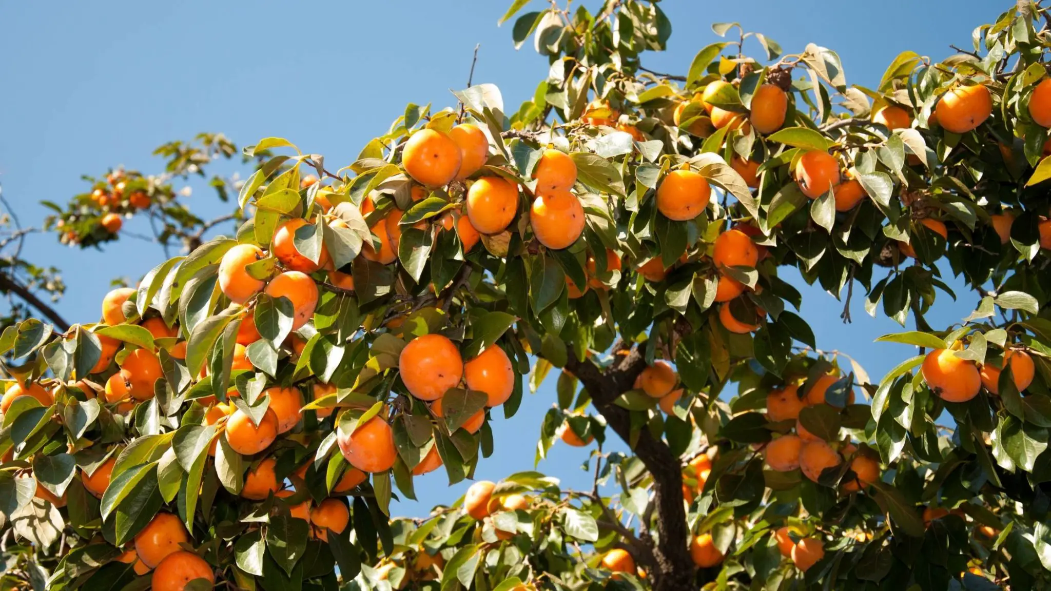 Хурма "СЕЙДЖО" средняя (октябрь)