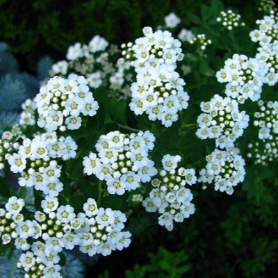 Спирея "АЛЬПИНГЛЮХЕН" (стакан Р9)