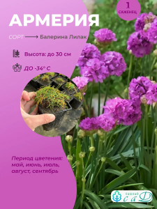 Армерия Балерина Лилак саженец ЗКС