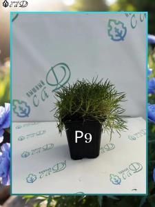 Гвоздика многолетняя Колорес Оро