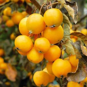 Яблоня "КИТАЙКА ЗОЛОТАЯ РАННЯЯ"
